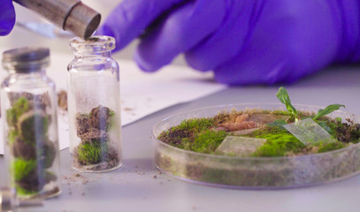 Close up. The scientist's hands taking out samples for microbiological examination from a petri dish
