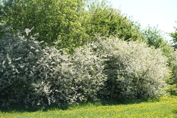 Obraz premium Cherry blooms in the spring in the park