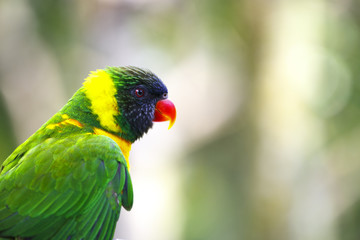 カラフルなインコ