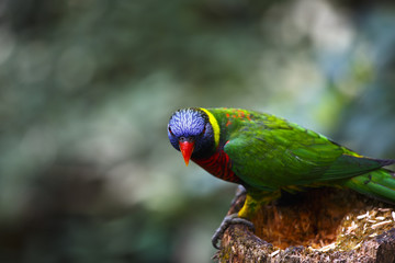 カラフルなインコ