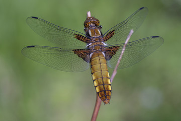 Weibliche Plattbauch Libelle - Aufsicht in einer Makroaufnahme