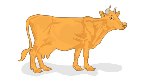 vector illustration of cow isolated on white background