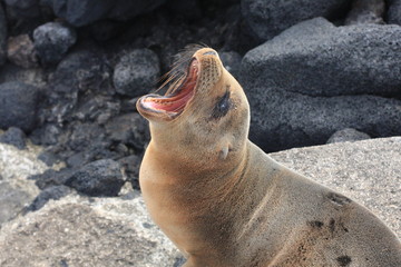 Wildlife in Galapagos islands, Ecuador