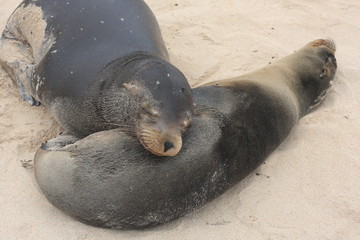 Wildlife in Galapagos islands, Ecuador