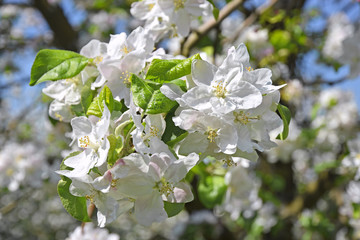 Blooming apple tree in spring