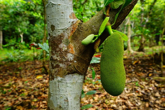 Wild Jack Fruit,Masungi Georeserve, Rizal, Philippines