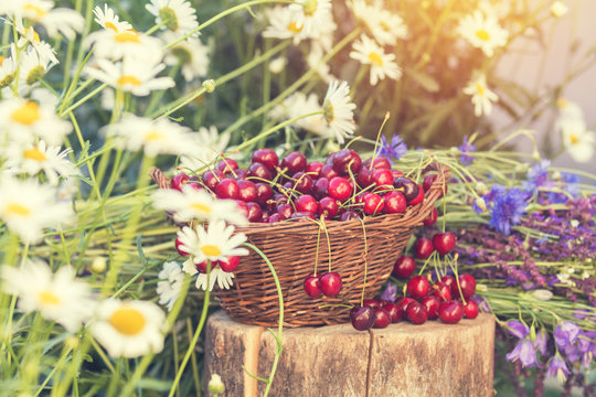 Beautiful spring background with cherries and flowers. Sunlight, sunset.