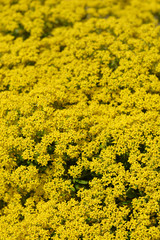 Fototapeta premium Yellowtuft flowers