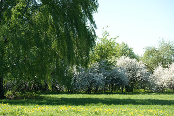 Obraz premium Cherry blooms in the spring in the park