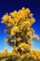 Fototapeta premium landscape