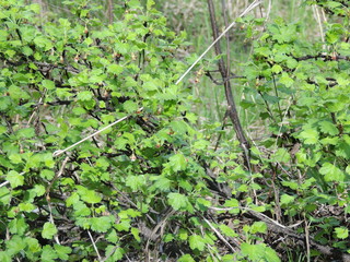 лесные кустарники