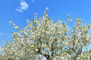 Blossoming cherry trees at a beautiful day in spring. Baden-Wuerttemberg, Germany