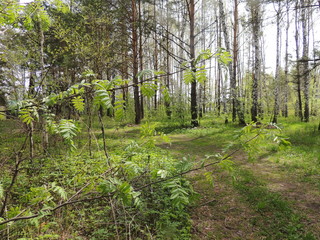 берёзовый лес