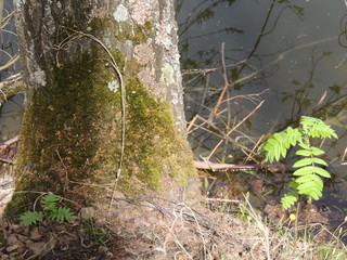 мох на дереве