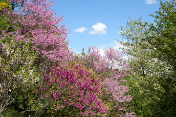 Blooomers on a spring day with nice sun. Mostly pink and violett.