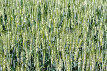 Campo de trigo verde. Cereal. Alimento.