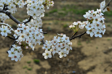 Pear flower in full bloom in spring