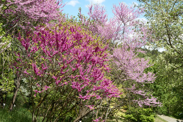Blooomers on a spring day with nice sun. Mostly pink and violett.