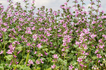 Plantas de malva común con flores. Malva sylvestris.