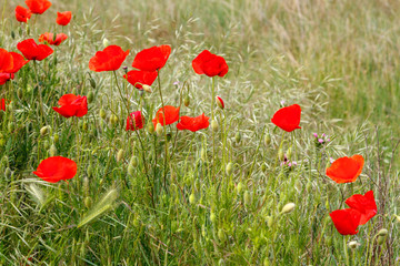 Amapolas silvestres. Papaver rhoeas.