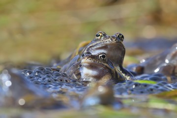 European common brown frog (Rana temporaria) massive mating, reproduction event in a pond. male...