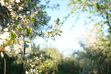 Fototapeta na wymiar Cherry blooms in the spring in the park