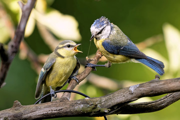 Blaumeise