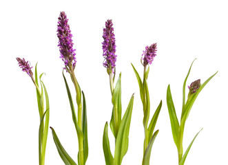 Dactylorhiza majalis, western marsh orchid, broad-leaved marsh orchid, fan orchid, common marsh...