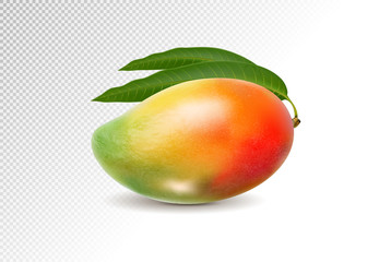 3D realistic orange red green mango on transparent background, mesh vector illustration.