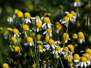 Wild camomile in the field with natural background. Matricaria chamomilla.Matricaria recutita. Summer background. Meadow of officinal camomile flowers.