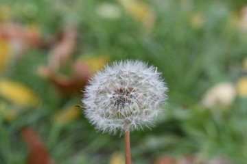 Dandelion