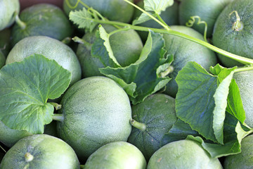Lots of ripe melon