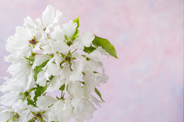 Close-up white apple tree flowers on pale pink background with copy space.