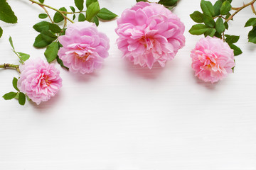 Fototapeta na wymiar pink rose on white