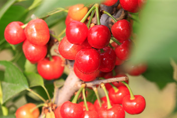 Ripe cherries in the orchard