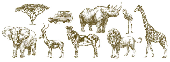 African safari animal. Hand drawn set. - 207387403