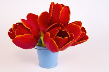 red tulips on a light background in a small decorative blue bucket