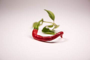 Chilli powder and fresh and dried peppers on table background