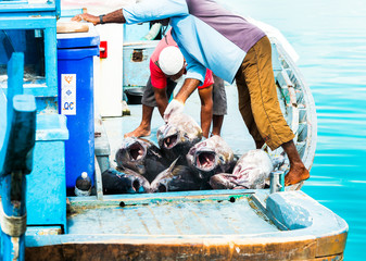 MALE, MALDIVES - NOVEMBER, 27, 2016: Men are loading tuna into a boat. Copy space for text.