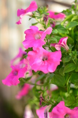 Beautiful spring flower on a white background