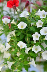 Beautiful spring flower on a white background