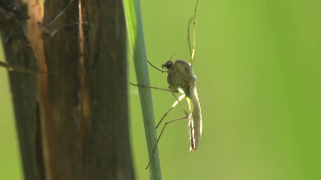 Insect macro, Mosquito on leaf. Mosquitoes are of family Culicidae