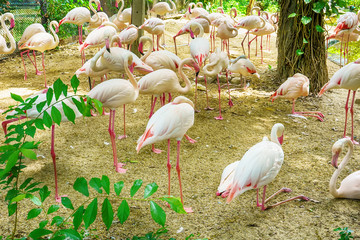 Meny greater flamingo live in a forest model.