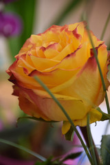 bud of a perfectly grown rose as a symbol for love