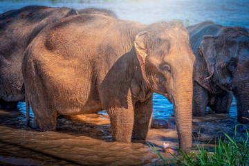 Family of Elephants bathing in the river at Chiang Mai, Thailand.