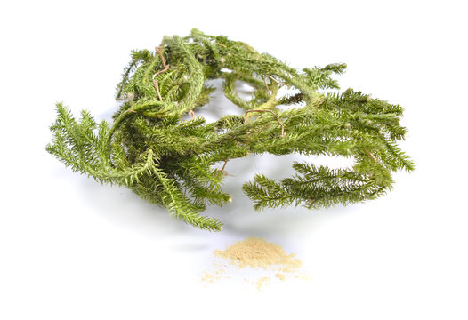 Dried medicinal herbs raw materials isolated on white. Plant with powder of Lycopodium clavatum