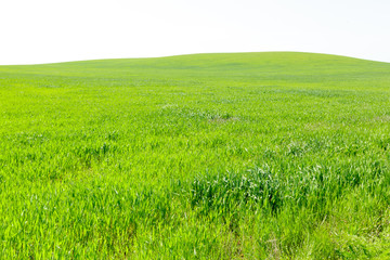 Obraz na płótnie Canvas beautiful Green field