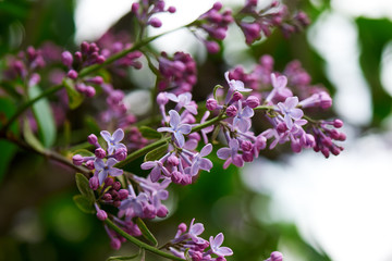 beautiful tender lilac flowers on branches, selective focus