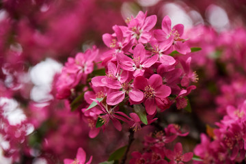 Close-up view of beautiful bright pink almond flowers, selective focus