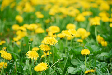 selective focus of beautiful bright yellow blooming dandelions